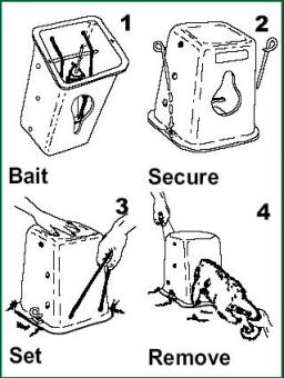 Timm trap for possums