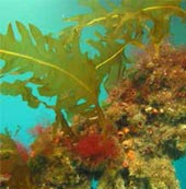 Marine Undaria Marine Undaria