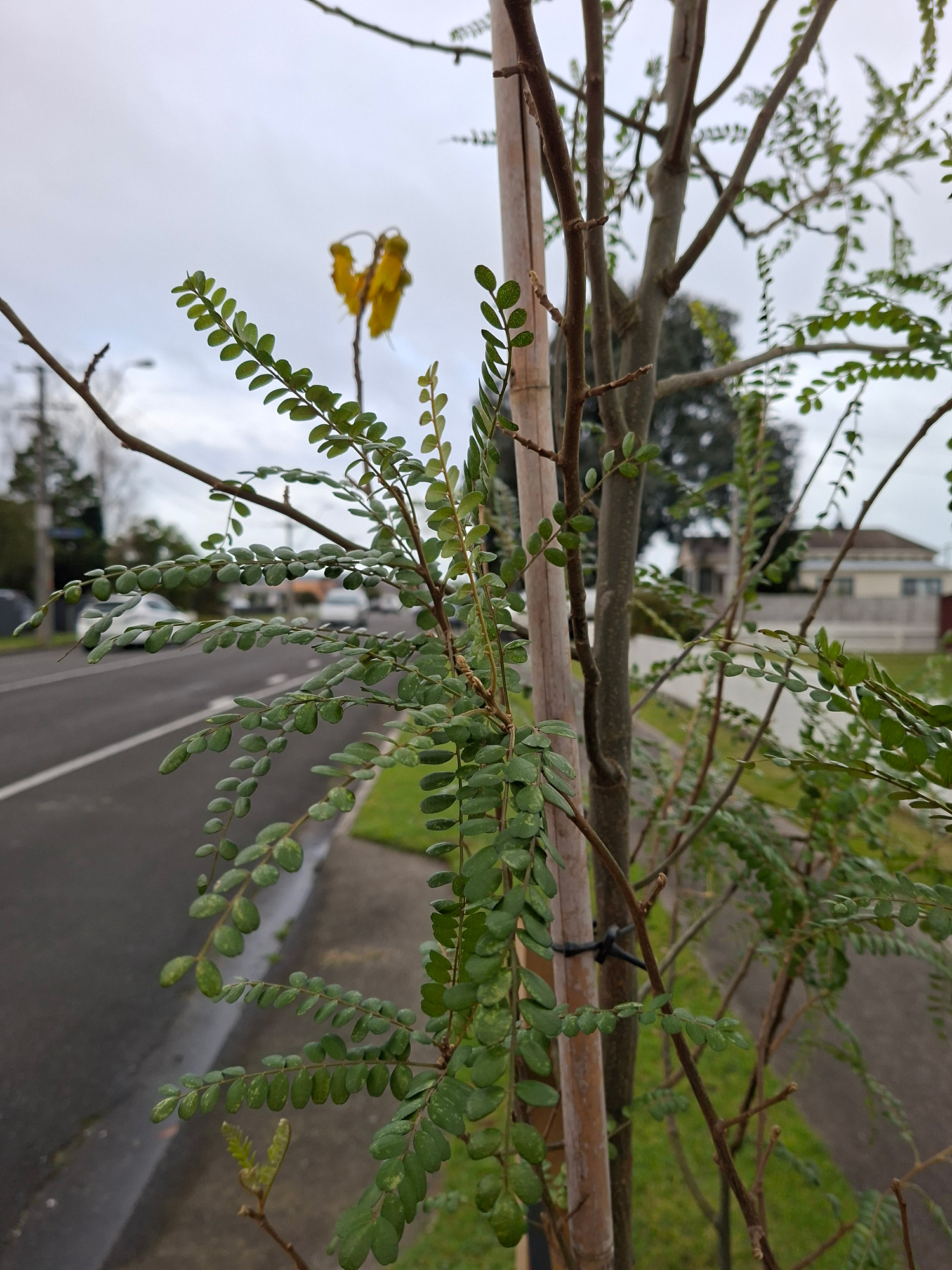 Kowhai Treet