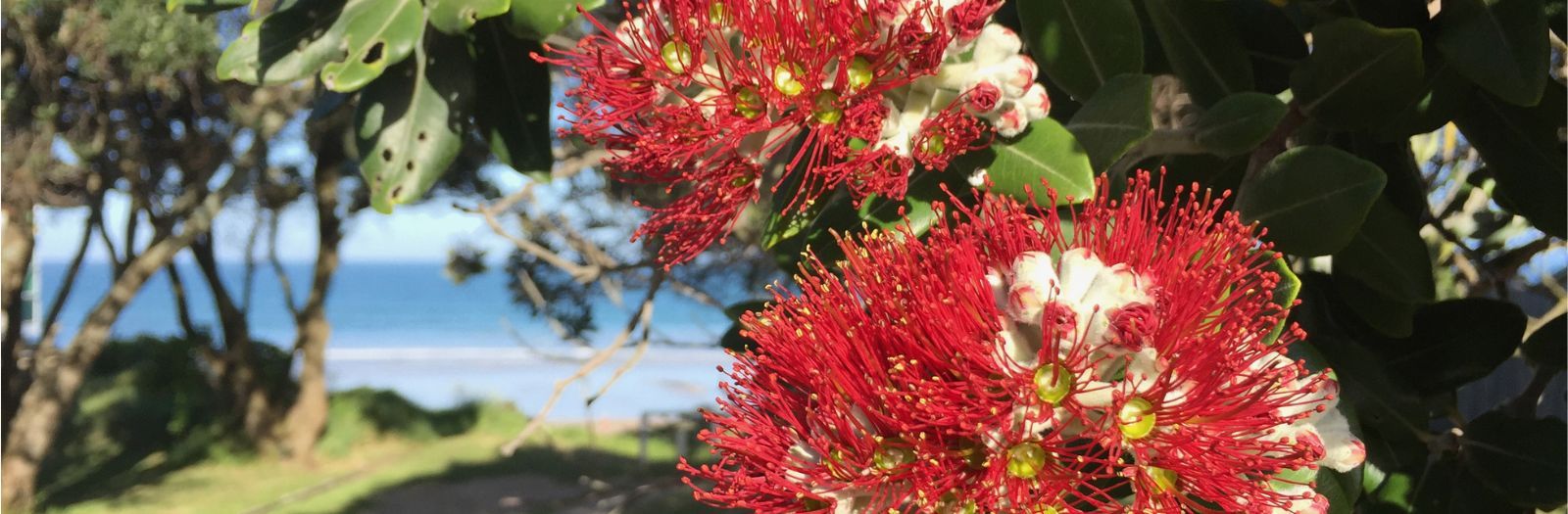 Pohutukawa banner image