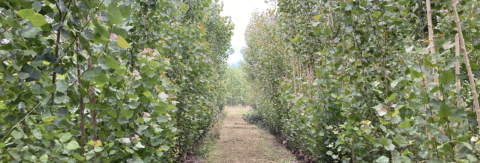 Poplar and Willow - which variety is right for your farm?