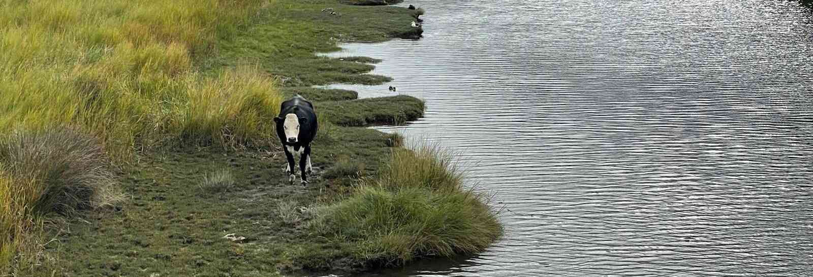 cow on paddock banner image