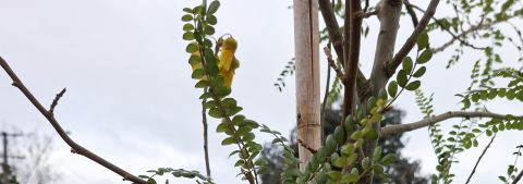 New street trees for stronger communities