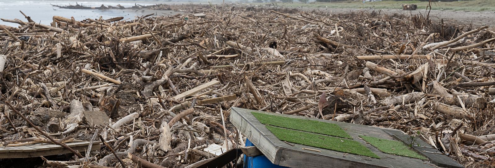 Woody debris banner image