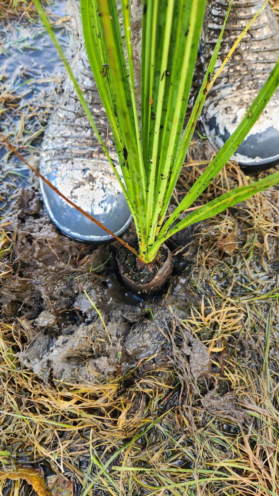 Native Garden Nursery biodegradable pot