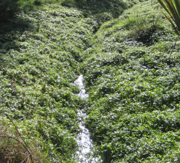 Watercress in a stream