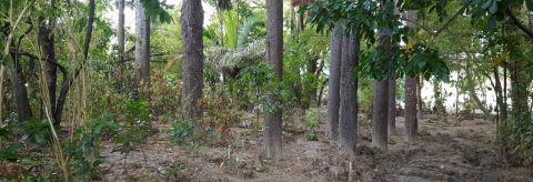 Silt and native trees