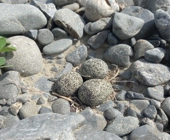 Waiapu River dotterel eggs