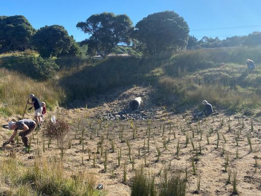 Dune care