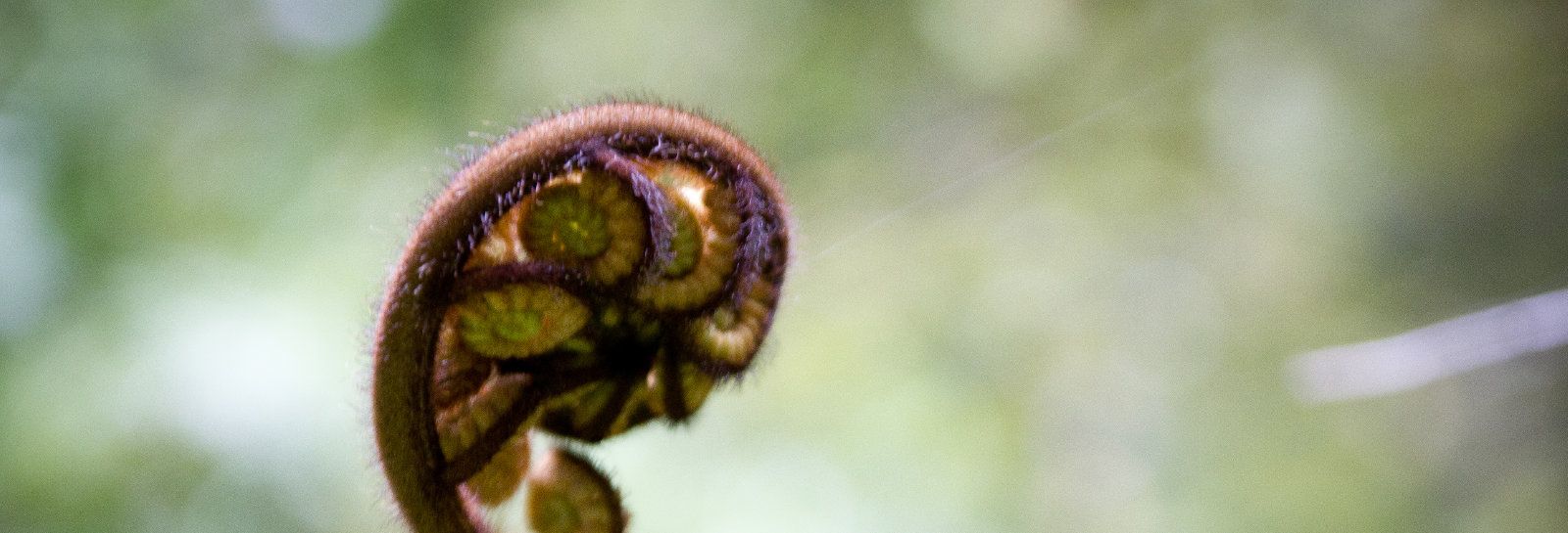 Koru banner image