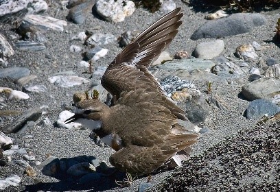 Waiapu River dotterel