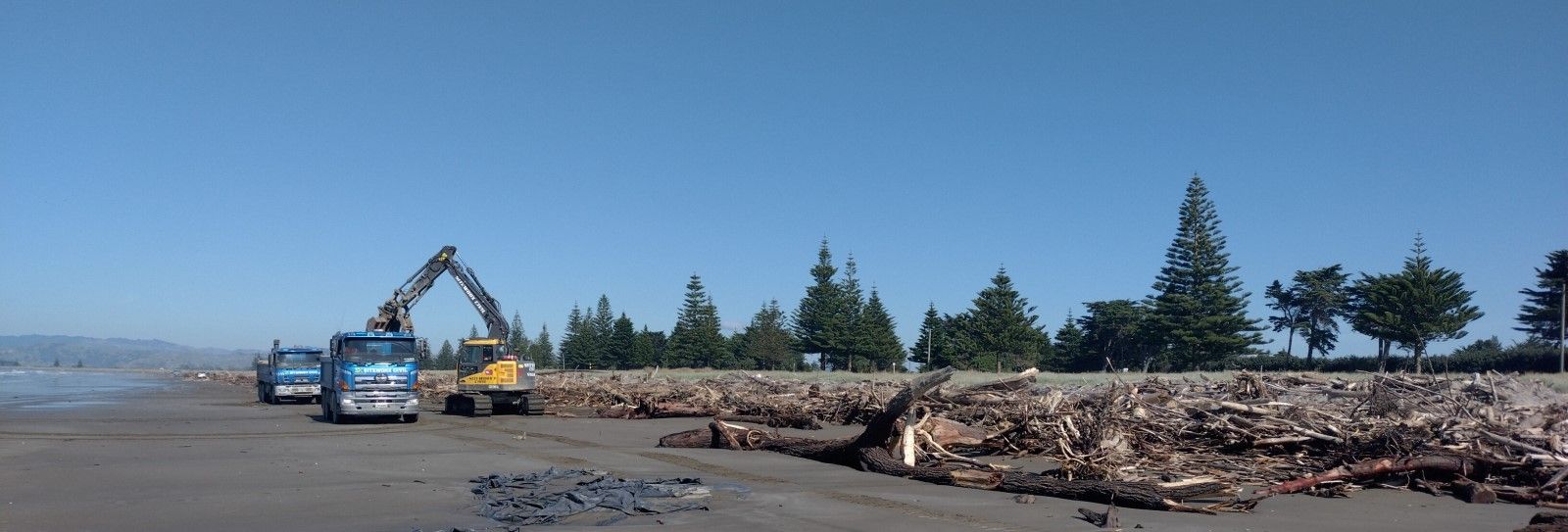 Woody debris town beach banner image