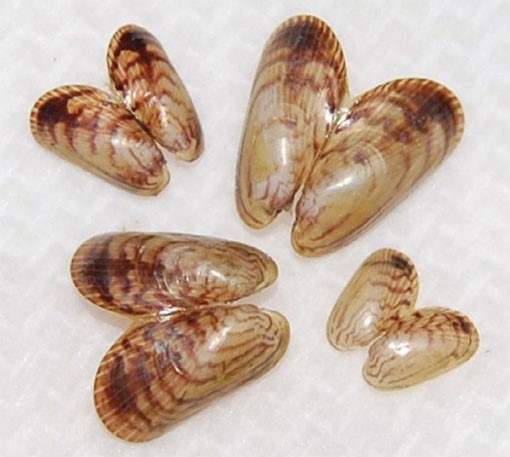 Asian Date Mussel
