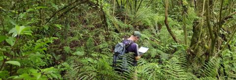 Native vegetation surveys
