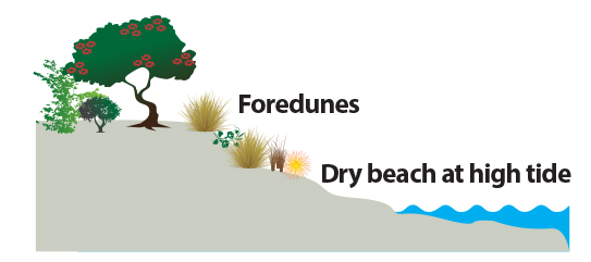 Dunes