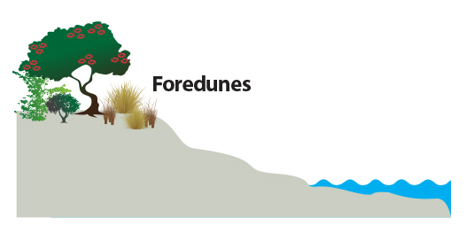 Dunes