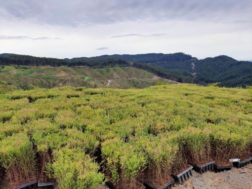 Waingake planting