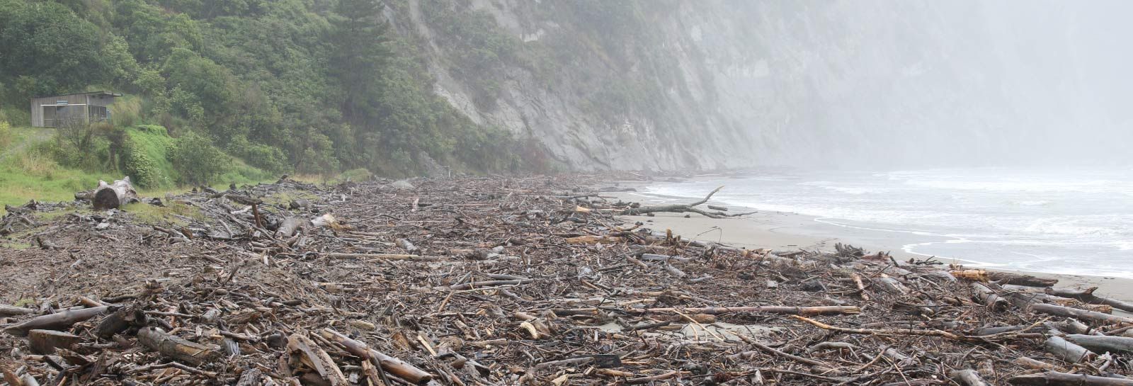 Logs - Tolaga beach banner image