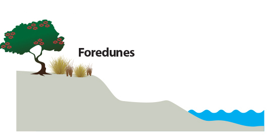 Dune