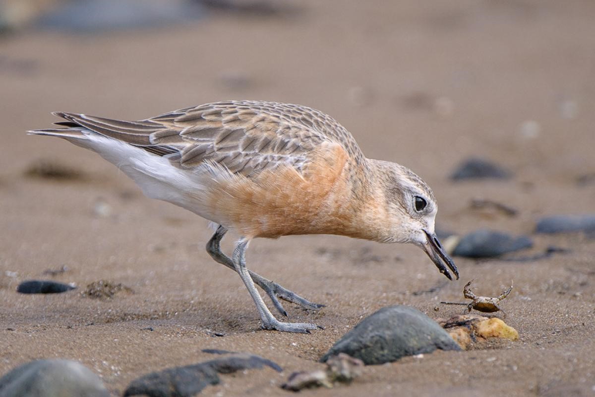 Dotterel Tūturiwhatu