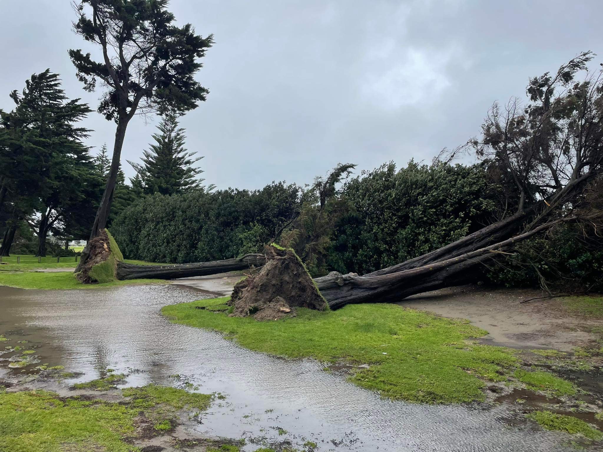 Watson Park trees down 2024