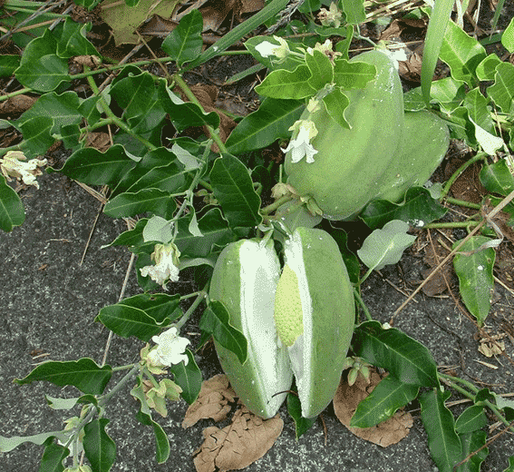 Moth plant