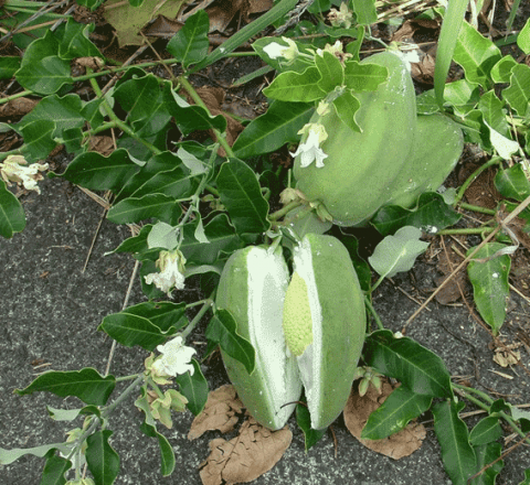 Moth plant pest