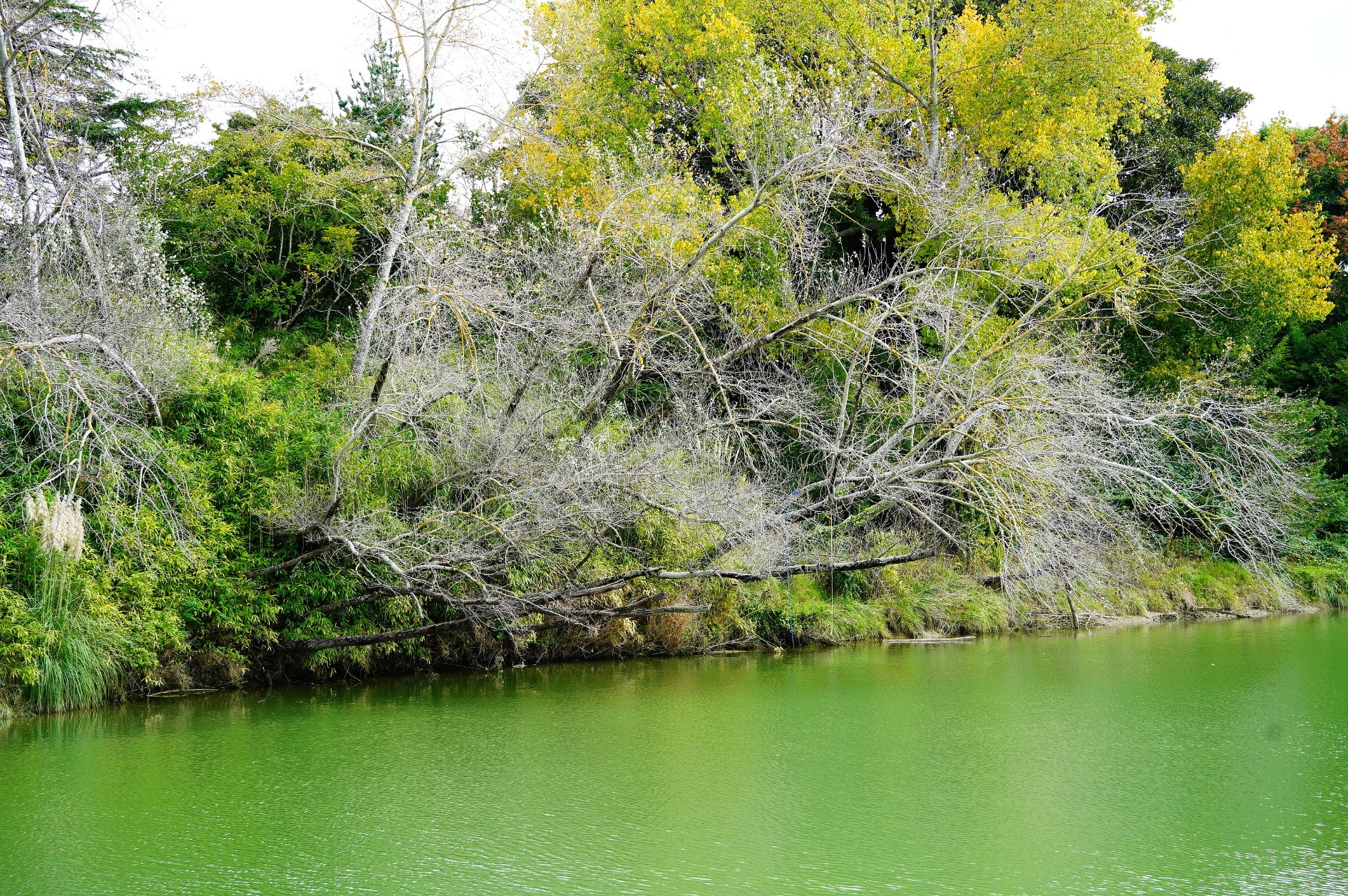 woody-debris-in-the-waimata-river-1