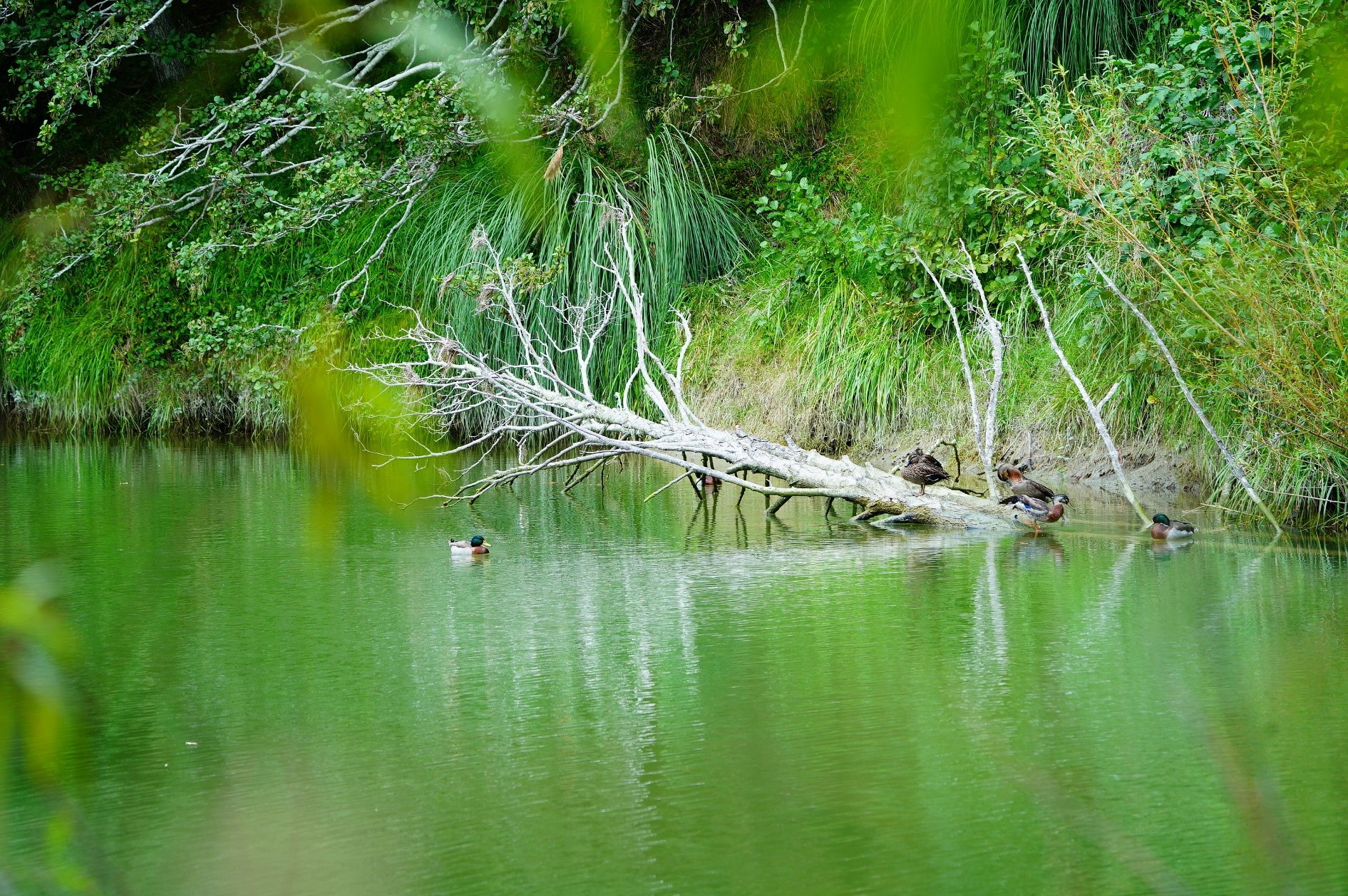 woody-debris-in-the-waimata-river-2